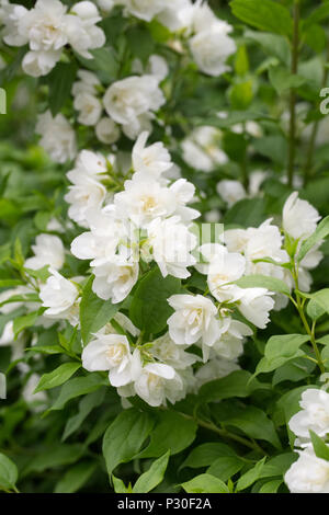 Filadelfo 'Manteau Hermine' Fiori. Foto Stock