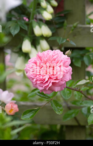 Doppio rosa rosa in un giardino inglese. Foto Stock