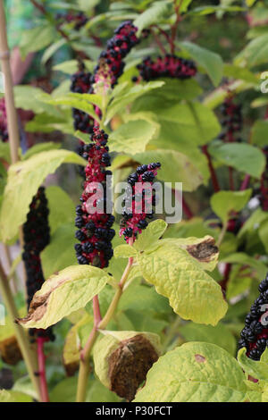 Eutin, Germania, close up kermes bacche Foto Stock