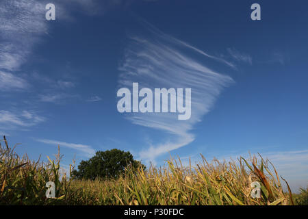 Hohwacht, Germania, Cirrus nuvole nel cielo Foto Stock