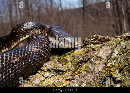 Close up di un nero biacco crogiolarsi in un albero - Pantherophis alleghaniensis Foto Stock