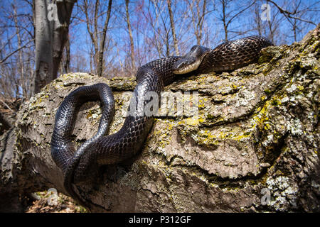 Il nero biacco crogiolarsi in un albero - Pantherophis alleghaniensis Foto Stock