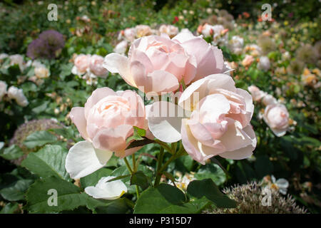 Viste di Dunham Massey proprietà del National Trust e giardini vicino Altrincham, Cheshire Foto Stock