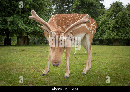 Daini presso il National Trust Dunham Massey nel Cheshire Regno Unito Foto Stock