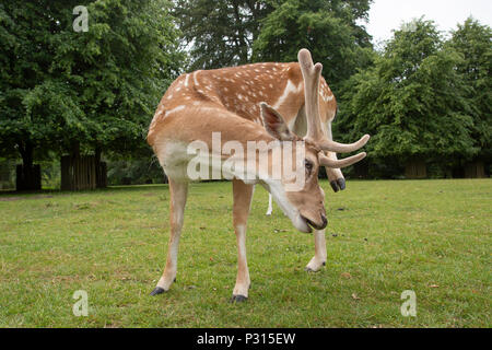 Daini presso il National Trust Dunham Massey nel Cheshire Regno Unito Foto Stock