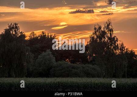 Subito dopo il tramonto, il belga cielo sopra il 'Prinsenpark' nella città di Retie mostra un quasi golden sky al di sopra di un campo e sopra gli alberi. Foto Stock