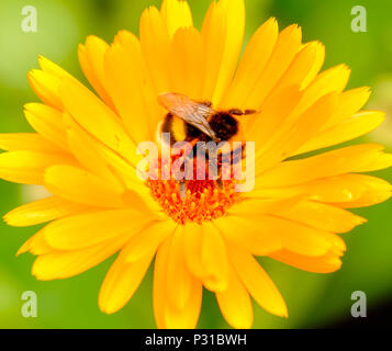 Un bumblebee sta lavorando su un piccolo fiore giallo con broccoli in un giardino in Belgio città di Mol. Le sue ali e i capelli sono molto visibili. Foto Stock