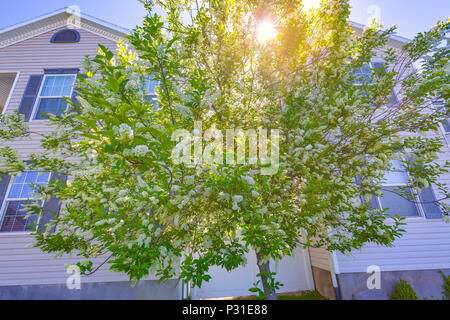 Firebird Crabapple tree in cortile anteriore in Utah Valley Foto Stock