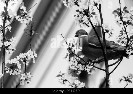 In questa foto in bianco e nero, un piccione si siede in una struttura ad albero di fioritura di Anversa. Come in molte altre città, piccioni sono spesso visto in Anversa. Foto Stock