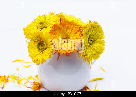 Calendula officinalis su sfondo bianco Foto Stock
