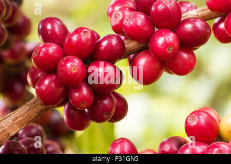 Freschi i chicchi di caffè sulla struttura ad albero Foto Stock