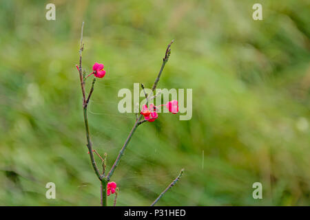 Ultimo albero mandrino fiori su un ramo d'inverno, il fuoco selettivo con verde sfondo bokeh di fondo Foto Stock