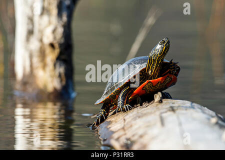 Un dipinto di America tartaruga (Chrysemys picta) si crogiola al sole su un log su Fernan Lago in Idaho. Foto Stock