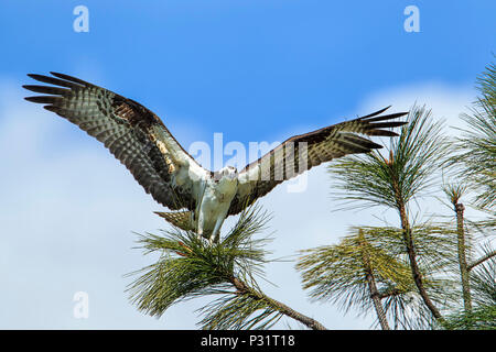 Un maestoso falco pescatore (Pandion haliaetus) atterra su un pino da Fernan Lago in Idaho. Foto Stock