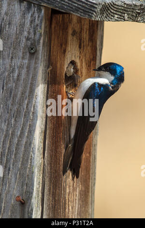 Un grazioso piccolo albero swallow (Tachycineta bicolore) posatoi sul lato di un uccellino casa a Cougar Bay preservare in Coeur d'Alene, Idaho. Foto Stock