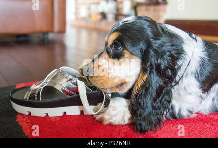 Un simpatico cocker spaniel cucciolo mastica su un sandalo in una casa settng Foto Stock