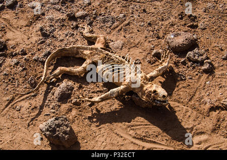 Lucertola morta la posa di sporcizia. Siccità impatto con la decomposizione lizard scheletro. Foto Stock