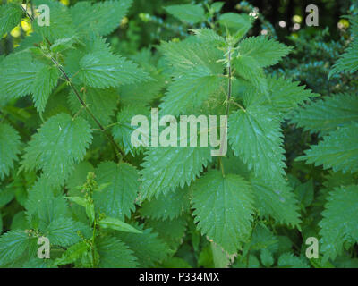 Ortica (Urtica dioica) aka ortica pianta Foto Stock
