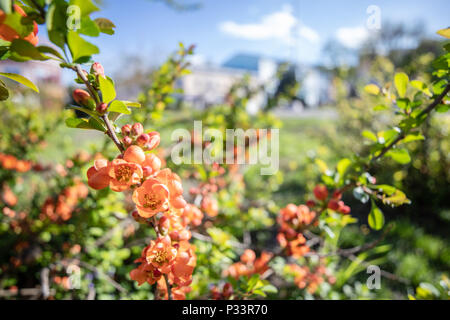 Sbocciare fiori di colore rosso su un albero. Foto Stock