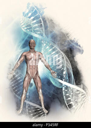 3D abbozzato immagine di una figura maschile con mappa muscolare su un medico di fondo con filamenti di DNA Foto Stock