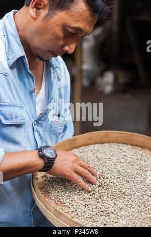 Ispezione di chicchi verdi di caffè. Master girarrosti arrosto manualmente i chicchi di caffè in un legno-sparò stufa vicino Banyuwangi, Java, Indonesia Foto Stock