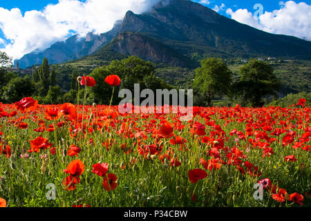 Campo di papavero nelle Alpi francesi nei pressi di Chateauroux alpi les Foto Stock