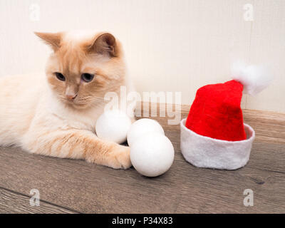 Gatto di natale in rosso di Santa Claus hat, il concetto di Natale. Foto Stock