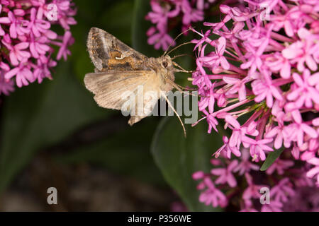 Un argento Y tarma Autographa gamma, avanzamento sul rosso, valeriana Centranthus ruba, al tramonto in un giardino in Lancashire North West England Regno Unito GB. Il Silver Y Foto Stock