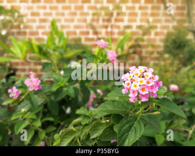 Fiori di colore rosa nel giardino di sera (Lantana camara L.) su sfondo mattone con visione blur Foto Stock