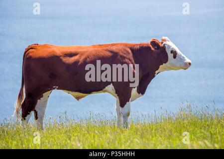 Hereford bovini in un campo che si affaccia sul mare, Dorset, Inghilterra Foto Stock