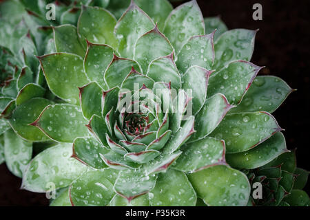 Semprevivo, close-up di verde foglie appuntite coperte con rugiada di mattina Foto Stock