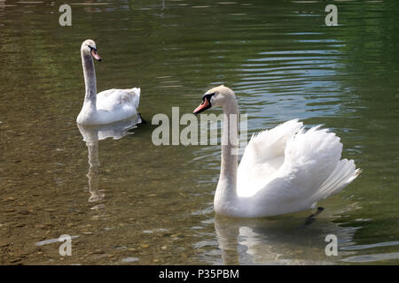 Cigni su un lago Bundek in Zagreb Foto Stock