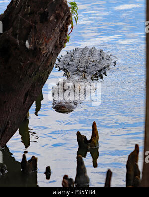 Alligatore nuotare verso la riva al lago Hancock nella Florida Centrale Foto Stock