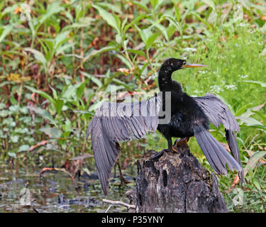 Anhingas, chiamato anche darter, snake bird, Turchia bird e American darter sono una visione comune lungo la maggior parte di acqua fresca in Florida Foto Stock