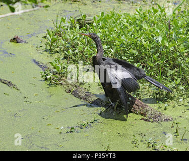 Anhinga bird a caccia di cibo nelle paludi della Florida Foto Stock