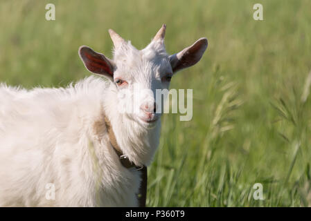 Un bianco capra mangia verde erba succosa su un prato in tempo soleggiato in estate Foto Stock