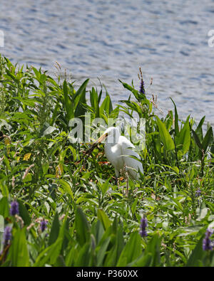 Grande airone bianco (Airone bianco maggiore) con rana fresco pescato lungo un laghetto nel verde Foto Stock