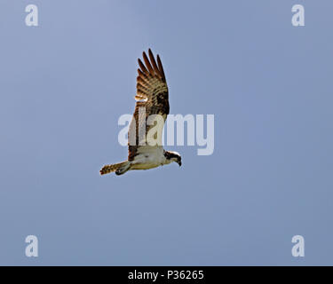 Osprey volando a bassa quota sopra acqua come caccia per i pesci Foto Stock