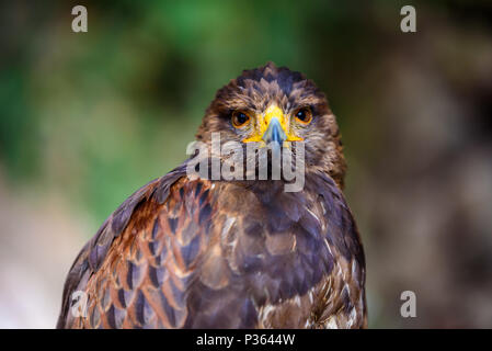 Ritratto di golden eagle Foto Stock