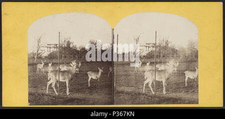 . Central Park, cervi. Copertura: [1865?-1901?]. Elemento digitale pubblicata 4-12-2006; aggiornato 6-25-2010. 60 Central Park, cervi, da Robert N. Dennis raccolta di vista stereoscopica Foto Stock