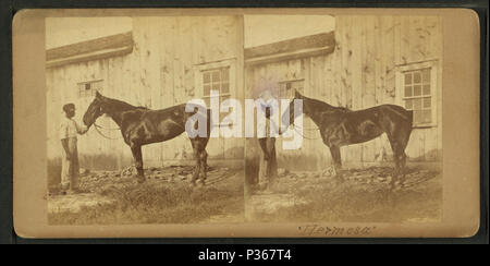 . [Horse named] Hermosa. Creato: 1860s-1870s. Copertura: 1865?-1885?. Fonte Imprint: 1865?-1885?. Elemento digitale pubblicata 6-16-2005; aggiornato 2-12-2009. 7 (Horse named) Hermosa, da James Mullen Foto Stock