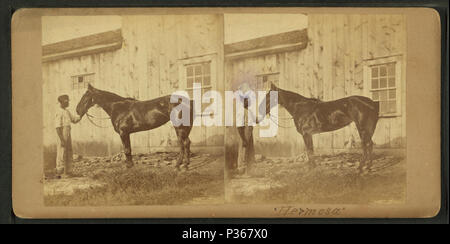 7 (Horse named) Hermosa, da James Mullen Foto Stock