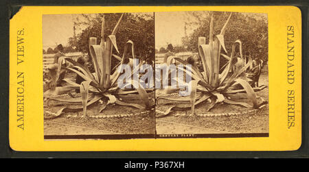 61 Secolo pianta, da Robert N. Dennis raccolta di vista stereoscopica 3 Foto Stock
