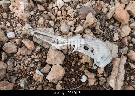 Lo scheletro, il cranio di un gabbiano sulla spiaggia, Spagna. Foto Stock