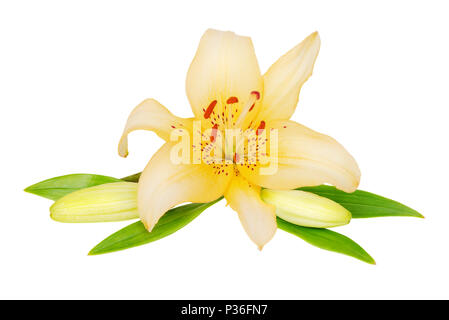 Un giglio giallo fiore con due gemme e foglie verdi closeup, isolato su uno sfondo bianco Foto Stock