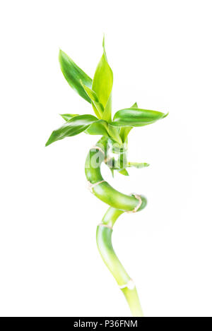 Unico stelo di houseplant Lucky Bamboo (Dracaena Sanderiana) con foglie verdi, ritorto in una forma a spirale, isolato su sfondo bianco Foto Stock