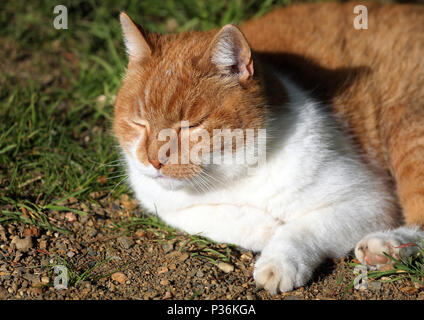 Berlino, Germania, il gatto domestico è addormentato al sole Foto Stock