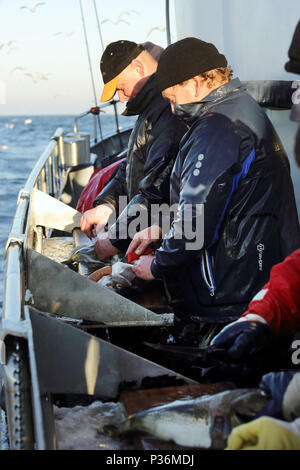 Wismar, Germania e deep-pescatori di mare prendere appena catturati cod Foto Stock