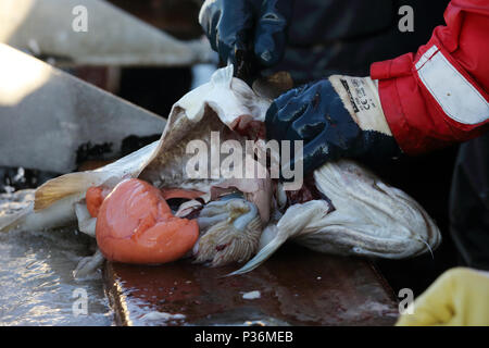 Wismar, Germania, appena pescato il merluzzo bianco è escluso Foto Stock