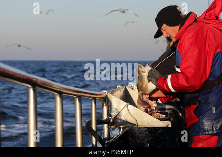 Wismar, Germania e deep-pescatori di mare prendere appena catturati cod Foto Stock